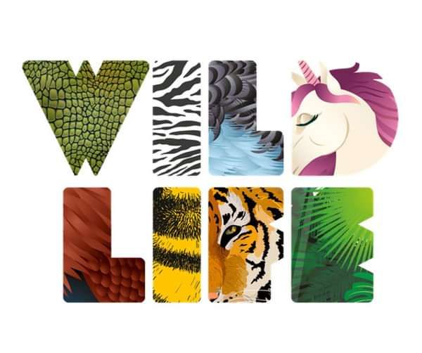 ‘Wild Life’ album by Cockatoo Kids - Digital Album - Cockatoo Kids