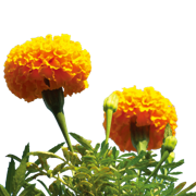 Noon Garden