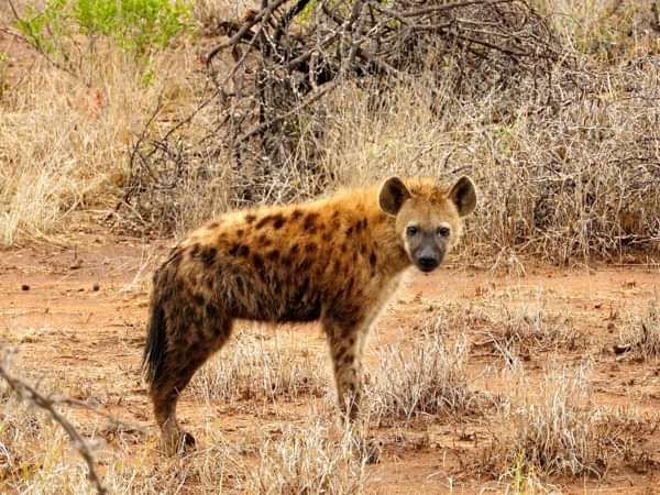 3. Deep Night in the Kruger National Park - Stella Horgan