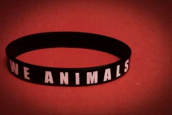 Wristbands - We Animals